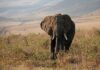 Slonice zabila v Zambii dvě turistky