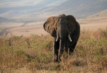 Slonice zabila v Zambii dvě turistky