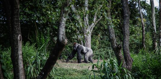 Čtyři gorily zpět v divočině. Jejich návrat dává šanci celému druhu