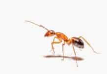 Mladí mravenci žádají o smrt, když onemocní